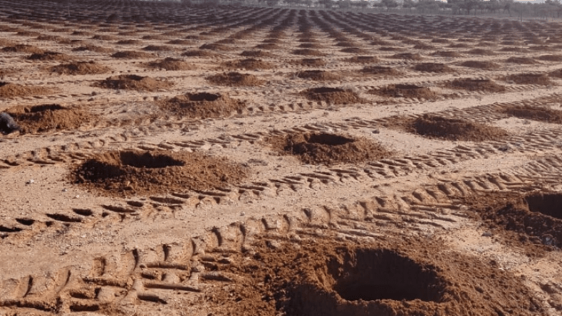 100 ألف شجرة أرقان للغرس في حملة الـ5 مليون شجرة