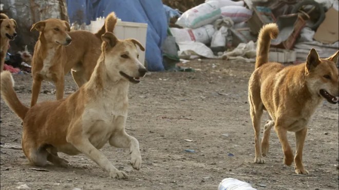 ولاية الجزائر تطلق برنامجًا إنسانيًا وعلميًا للتحكم في الكلاب الضالة