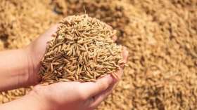 الجزائر تطرح مناقصة دولية لشراء 50 ألف طن من علف الشعير