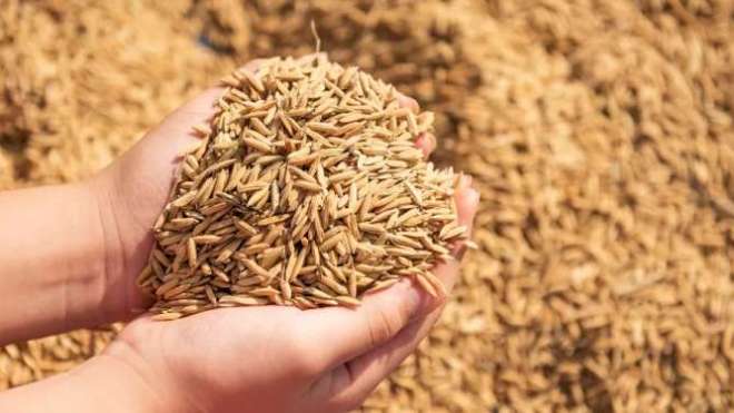 الجزائر تطرح مناقصة دولية لشراء 50 ألف طن من علف الشعير