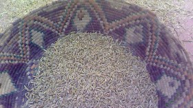 العائلات الغليزانية تتسابق على شراء “المرمز” عشية رمضان