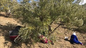 موسم الزّيتون بالبويرة… فرحة الجني تعكرها حوادث سقوط ووفاة