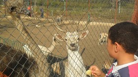 دعواتٌ لتحويل حدائق الحيوانات إلى فضاءات بيئيّة وإنشاء محميّات مفتوحة