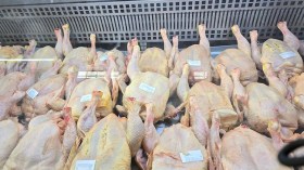 برنامج خاص لتموين السوق الوطنية باللحوم البيضاء