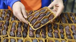 Alerte sur la vente de dattes israéliennes présentées comme palestiniennes