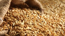 متعاملون: الجزائر تشتري كمية من علف الشعير في مناقصة دولية