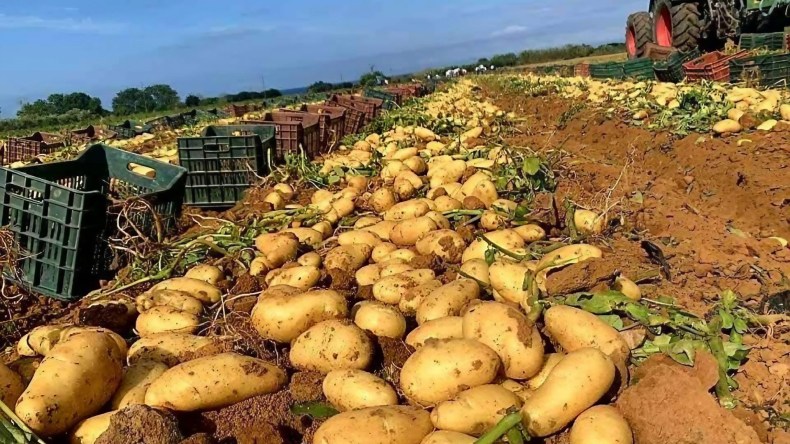 مخابر الجامعات لإجراء التحاليل الزراعية لفائدة الفلاحين