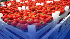 الوسم الذي يقتل: لماذا طماطم العيون ليست مغربية؟