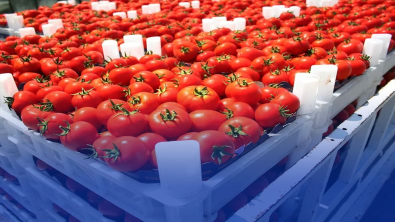 الوسم الذي يقتل: لماذا طماطم العيون ليست مغربية؟