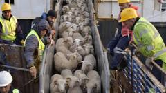 استعداداً لعيد الأضحى.. وصول أول شحنة أغنام مستوردة إلى ميناء الجزائر