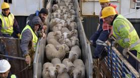 استعداداً لعيد الأضحى.. وصول أول شحنة أغنام مستوردة إلى ميناء الجزائر