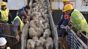 استعداداً لعيد الأضحى.. وصول أول شحنة أغنام مستوردة إلى ميناء الجزائر