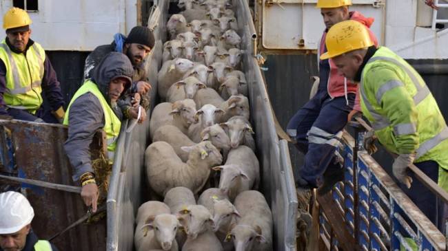 استعداداً لعيد الأضحى.. وصول أول شحنة أغنام مستوردة إلى ميناء الجزائر