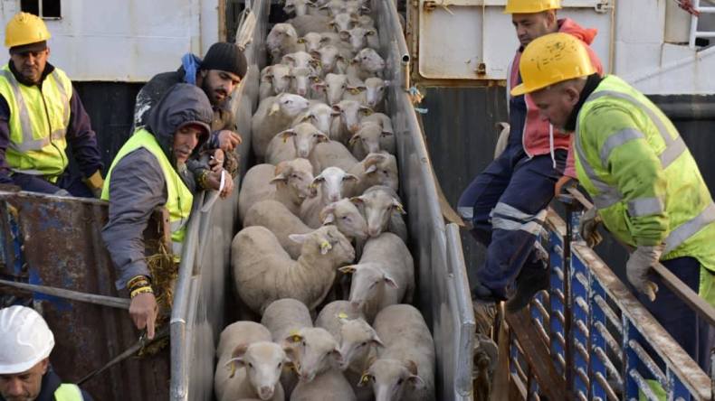استعداداً لعيد الأضحى.. وصول أول شحنة أغنام مستوردة إلى ميناء الجزائر
