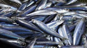 تسجيل نوع سمكي جديد بالمياه الجزائرية