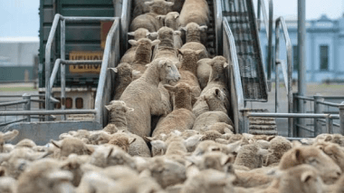 بدءاً من الأسبوع القادم.. تسريع استيراد الأضاحي واستكمال الشحنات إلى غاية 20 ماي