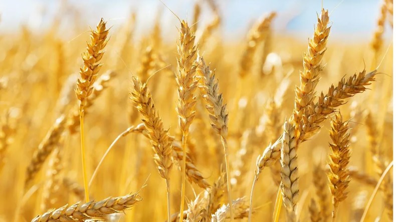 بهذا السعر.. الجزائر تشتري نحو 200 ألف طن من القمح في مناقصة دولية