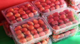 مستهلكون يطالبون ببيع الفراولة بالميزان لتفادي الغش