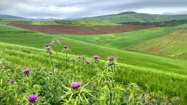 ربيع استثنائي يتحوّل إلى “ترند” في الجزائر