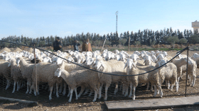 زيارات لـ8 ولايات للوقوف على شعبة الخرفان قبل عيد الأضحى!