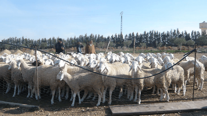 زيارات لـ8 ولايات للوقوف على شعبة الخرفان قبل عيد الأضحى!