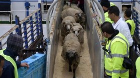 Aïd El-Adha: Accélération du rythme d’importation des moutons