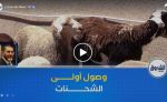 لتعزيز العرض في الأسواق وضبط الأسعار .. وصول أولى شحنات الأغنام المستوردة