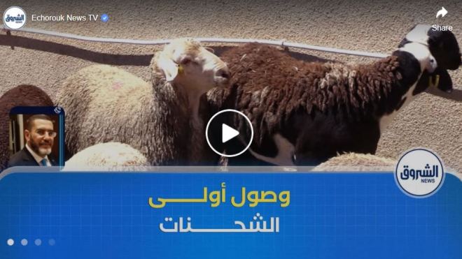لتعزيز العرض في الأسواق وضبط الأسعار .. وصول أولى شحنات الأغنام المستوردة