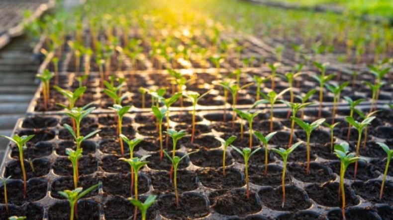 مشروعان استراتيجيان لإنتاج الشتلات والبذور الهجينة لتعزيز السيادة الغذائية