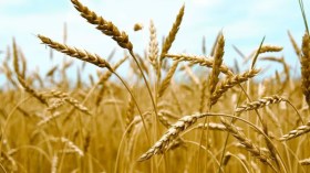 الجزائر تطرح مناقصة دولية لشراء 50 ألف طن من قمح الطحين