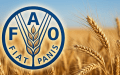 الفاو: أسعار الغذاء العالمية ترتفع لأول مرة منذ خمسة أشهر