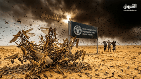 وصول أسراب الجراد الصحراوي إلى غرب الجزائر.. منظمة “الفاو” تحذّر