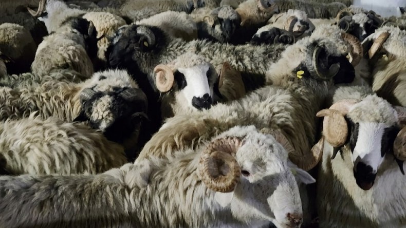 قادمة من رومانيا.. ميناء بجاية يستقبل شحنة محمّلة بـ6,560 رأسًا من الأغنام