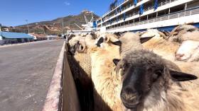 ميناء وهران.. رسو باخرة ثالثة محملة بـ 7 آلاف رأس غنم مستورد