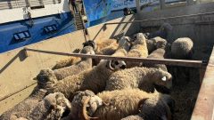 قادمة من رومانيا.. ميناء وهران يستقبل شحنة تضم أكثر من 17 ألف رأس من الأغنام