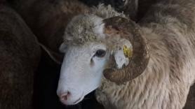 قادمة من رومانيا.. ميناء سكيكدة يستقبل شحنة محمّلة بـ 9400 رأس من الأغنام