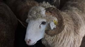 قادمة من رومانيا.. ميناء سكيكدة يستقبل شحنة محمّلة بـ 9400 رأس من الأغنام