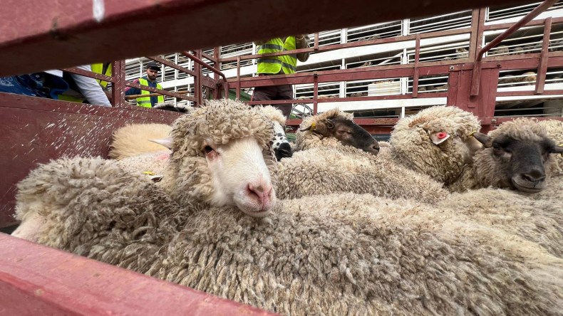 قادمة من رومانيا.. ميناء مستغانم يستقبل شحنة تضم 14500 رأس من الأغنام