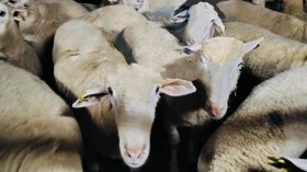 قادمة من إسبانيا.. ميناء تنس يستقبل شحنة محمّلة بـ 7150 رأسًا من الأغنام