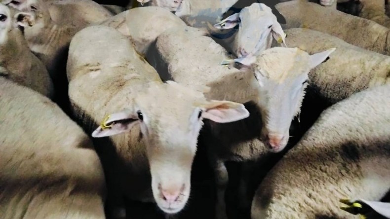 قادمة من إسبانيا.. ميناء تنس يستقبل شحنة محمّلة بـ 7150 رأسًا من الأغنام