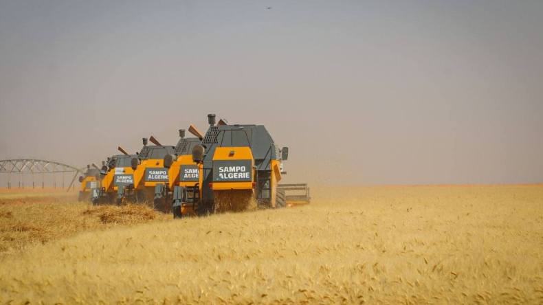 أدرار: إنتاج مرتقب يفوق 1.7 مليون قنطار من القمح مع انطلاق حملة الحصاد