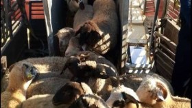 ميناء عنابة يستقبل شحنة جديدة من الأغنام المستوردة