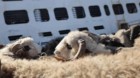 قادمة من رومانيا.. رسو باخرة ثانية محملة بـ13.800 رأس غنم بميناء سكيكدة