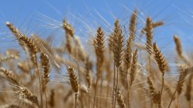 الجزائر تطرح مناقصة دولية لشراء 50 ألف طن من القمح الصلد