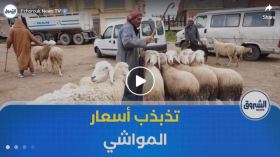 تذبذب أسعار المواشي في أسواق المسيلة وسط إقبال ضعيف للمواطنين
