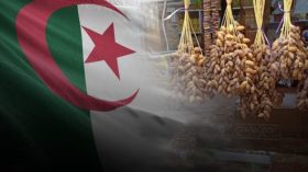 ولاية جزائرية تُحقق إنتاجًا يفوق 920 ألف قنطار من التمور