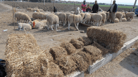 8 ملاحظات على شعبة اللحوم والمواشي.. وتقرير لرئيس الجمهورية