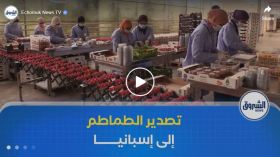 تصدير أول شحنة طماطم من حقول ولاية المغير نحو إسبانيا