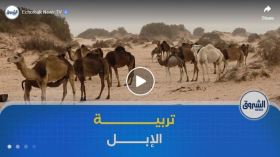 تربية الإبل في ولاية ورقلة .. الحاج بوسطيلة يحافظ على إرث الأجداد