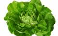 تعرّف على فوائد الخس المذهلة لمرضى السكري